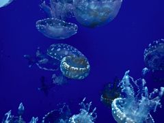 -江和美海洋公园