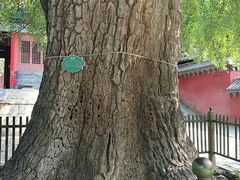 景点-少林寺景区