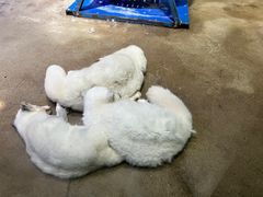 -芜湖新华联大白鲸海洋公园