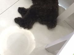 -瑞鹏宠物医院·微创内窥镜·骨外科·牙科(翠竹分院)