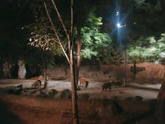 -清迈夜间动物园