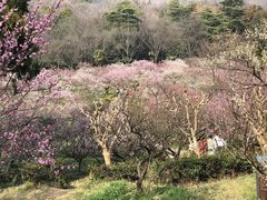 -梅花山(明孝陵内)