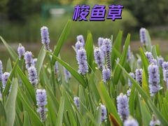-陕西省西安植物园