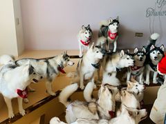 -Husky Go! 哈士奇体验馆·宠物咖啡厅狗咖