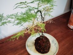 -绿雪芽白茶(浙大华家池校区凯旋路店)
