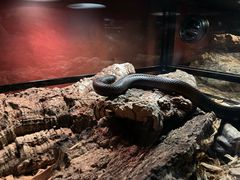 -帕帕拉兹宠物(亚洲旗舰店)