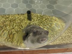 -萌宠奇缘(荣鼎店)