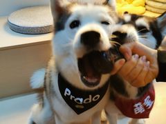 -Husky Go! 哈士奇体验馆·宠物咖啡厅狗咖