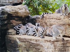 -秦皇岛野生动物园