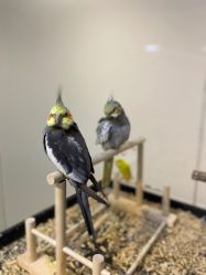 -Moni星球萌宠·小马宝莉·灵蛇·高端高阶全萌宠互动体验俱乐部(红豆国际广场店)