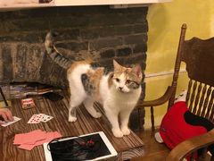 -猫色咖啡·猫咖