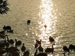 -艾溪湖湿地公园