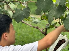 -马陆小张葡萄园农家乐