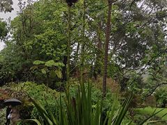 -墨尔本皇家植物园