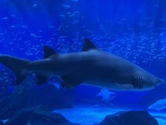 -海合安成都极地海洋公园