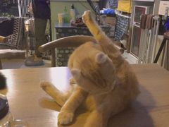 -平行世界·猫咖(首经贸店)
