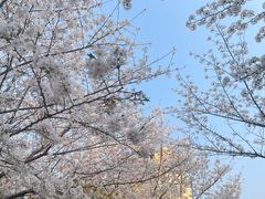 -高东镇樱花园