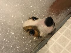 -PETKIT 小佩宠物·低压洗护·美容·寄养(安远店)