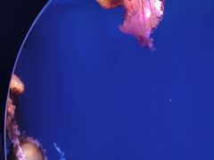 -海合安青岛极地海洋公园