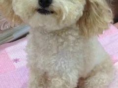 -北京派仕佳德动物医院·超导核磁·CT·神经科·骨科·内外科·急重症管理中心