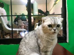 -李小姐の猫咖啡馆(五角场店)