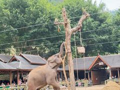 -野象谷景区