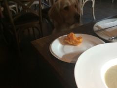 -百好乐宠物友好餐厅(朝外大街店)