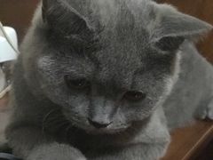 -袖虎·猫馆(体育西路店)