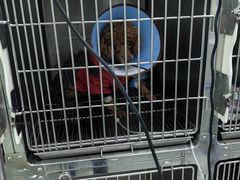 -汪喵宠物医院·骨科心脏影像·犬猫急重症ICU诊疗中心(成华分院)