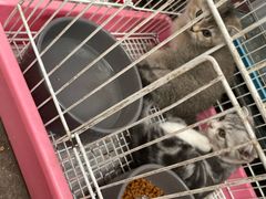 -中环花鸟鱼虫市场