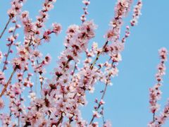 -桃花堤公园