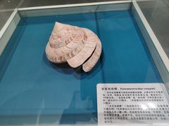 -青岛贝壳博物馆