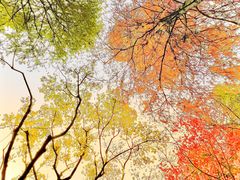 -上海滨江森林公园