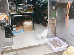 -中环花鸟鱼虫市场