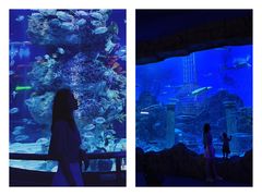 -芜湖新华联大白鲸海洋公园