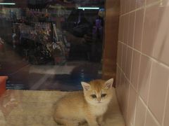 -FAELING PETS美天灵宠物(富力广场店)