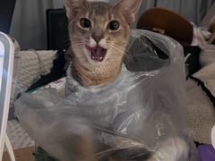 -欣宠猫屋·矮脚拿破仑·蓝金金渐层
