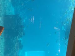 -海棠湾洲际-涛·海底餐厅·美人鱼·自助餐·海底隧道