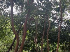 -重庆雨台山风景区