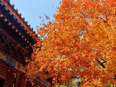 -那家小馆•北京菜•烤鸭(香山店)