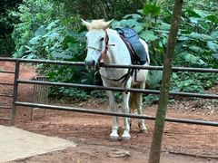 -海南热带野生动植物园