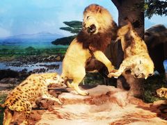 -国家自然博物馆