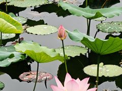 -荔湾湖公园