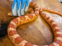 -上海昆虫博物馆