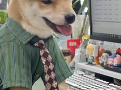 -翊宠yipet猫狗购宠庄园犬舍•猫舍