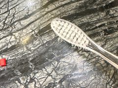 -上海新锦江大酒店