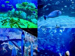 -海合安成都极地海洋公园