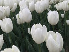 -大宁郁金香公园-停车场