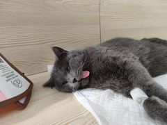 -乐派堂宠物医院·猫友好· 心脏科(东街店)