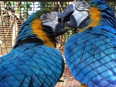 -费瑟代尔野生动物园